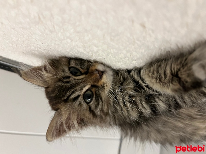 Norwegian Forest, Kedi  Lucy fotoğrafı