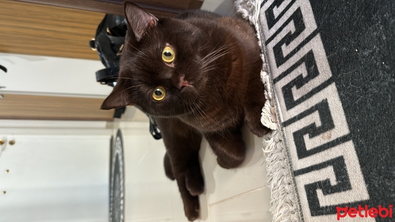 British Shorthair, Kedi  Çiko fotoğrafı
