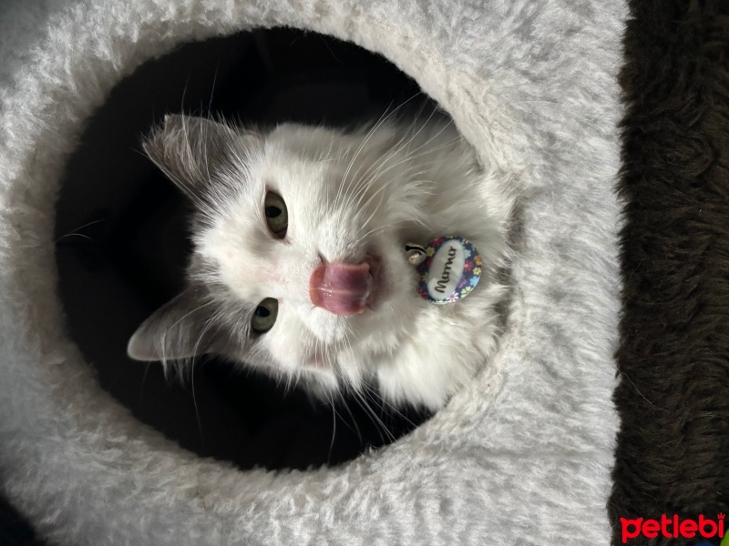 Ankara Kedisi, Kedi  Mırmır fotoğrafı