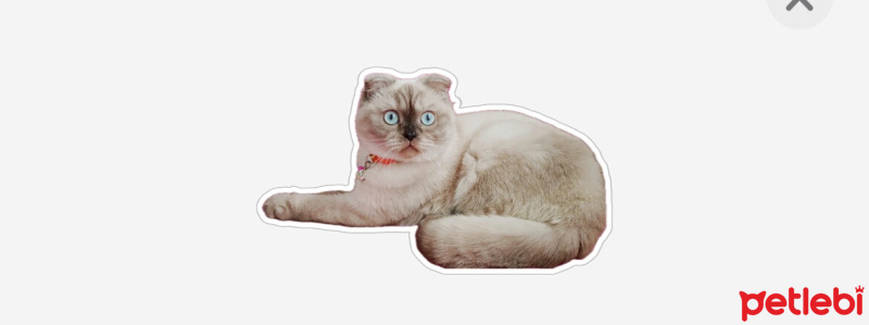 British Shorthair, Kedi  Boncuk fotoğrafı