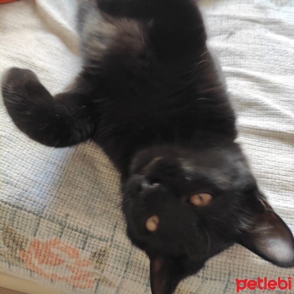 Tekir Kedi, Kedi  ZEYTİN fotoğrafı