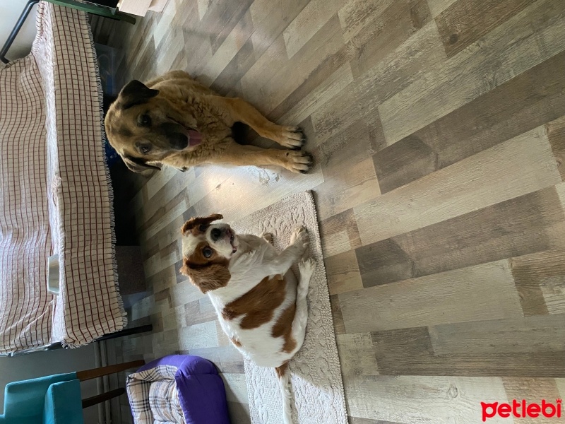 Kangal, Köpek  Bilo fotoğrafı