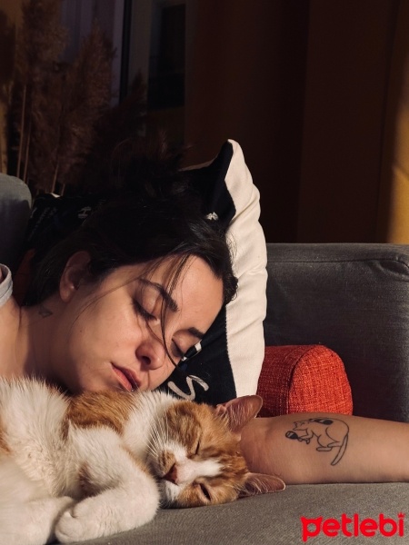 Sarman, Kedi  Portakal fotoğrafı
