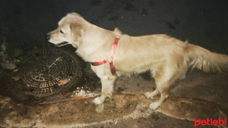 Golden Retriever, Köpek  Natali fotoğrafı