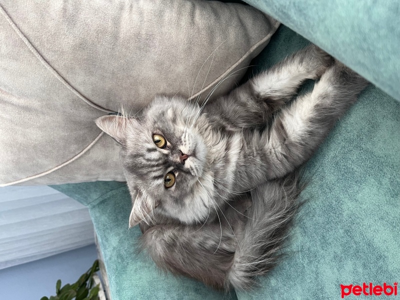 Chinchilla, Kedi  Duman fotoğrafı