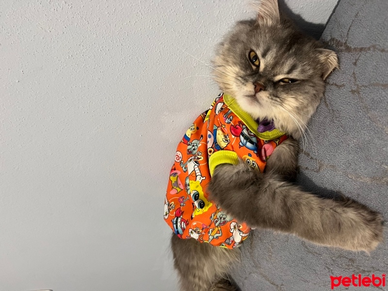 Chinchilla, Kedi  Duman fotoğrafı