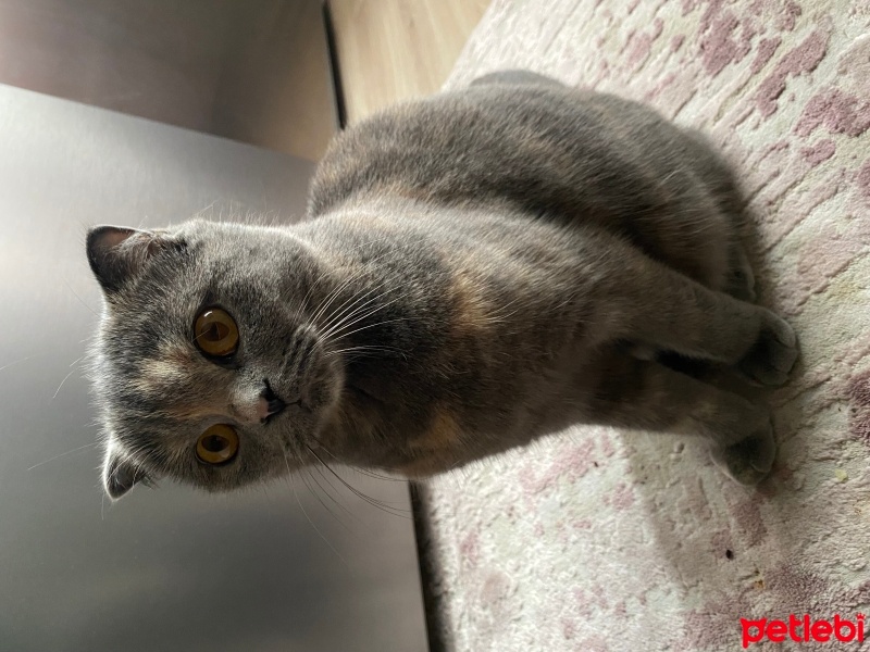 Scottish Fold, Kedi  Mia fotoğrafı