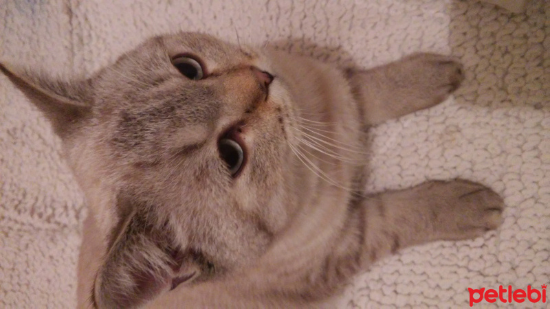 British Shorthair, Kedi  pasa fotoğrafı