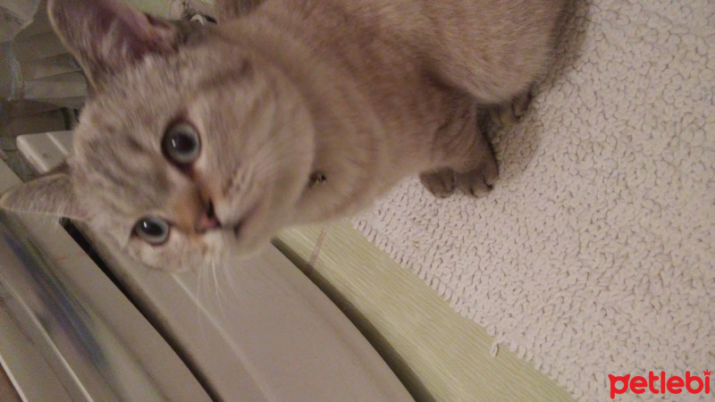 British Shorthair, Kedi  pasa fotoğrafı