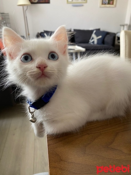 Ankara Kedisi, Kedi  Luna fotoğrafı