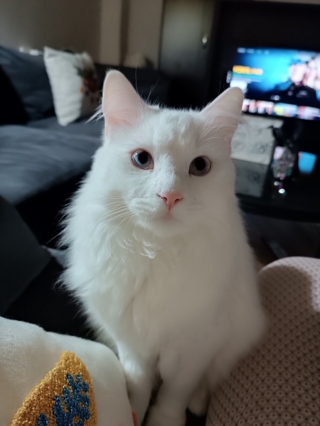 Ankara Kedisi, Kedi  Luna fotoğrafı