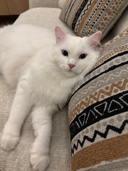 Ankara Kedisi, Kedi  Luna fotoğrafı