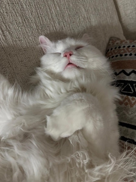 Ankara Kedisi, Kedi  Luna fotoğrafı