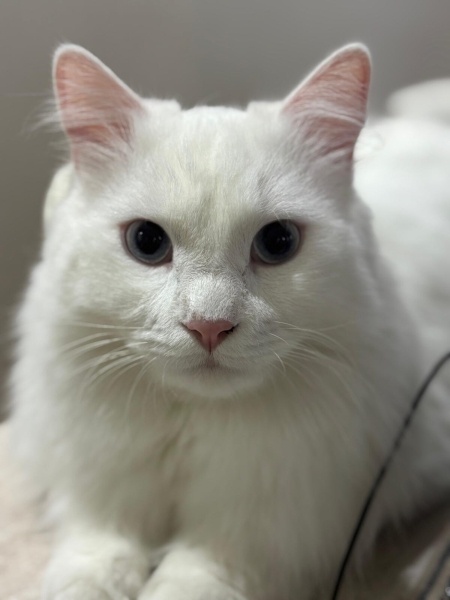 Ankara Kedisi, Kedi  Luna fotoğrafı