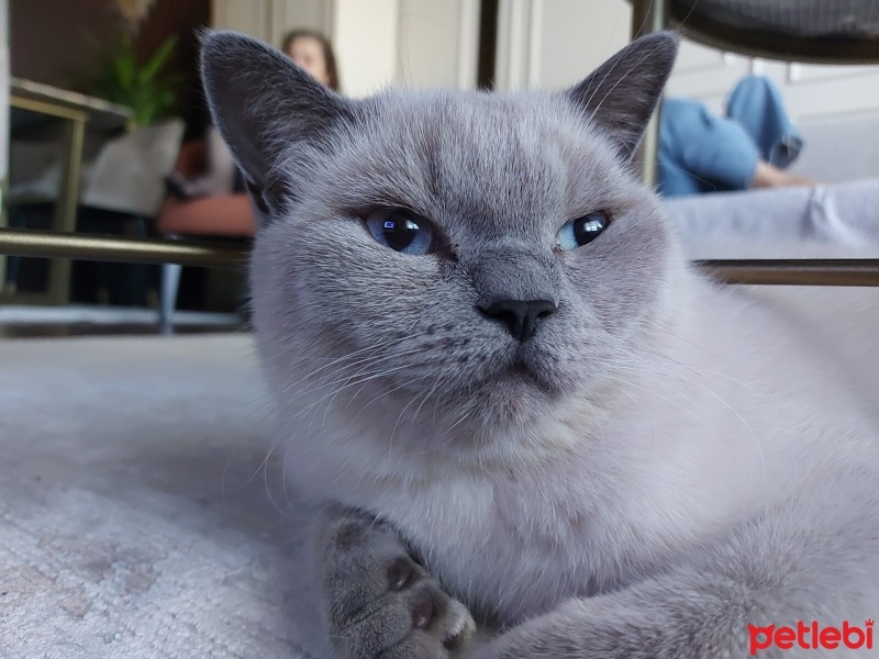 British Shorthair, Kedi  Cesur fotoğrafı