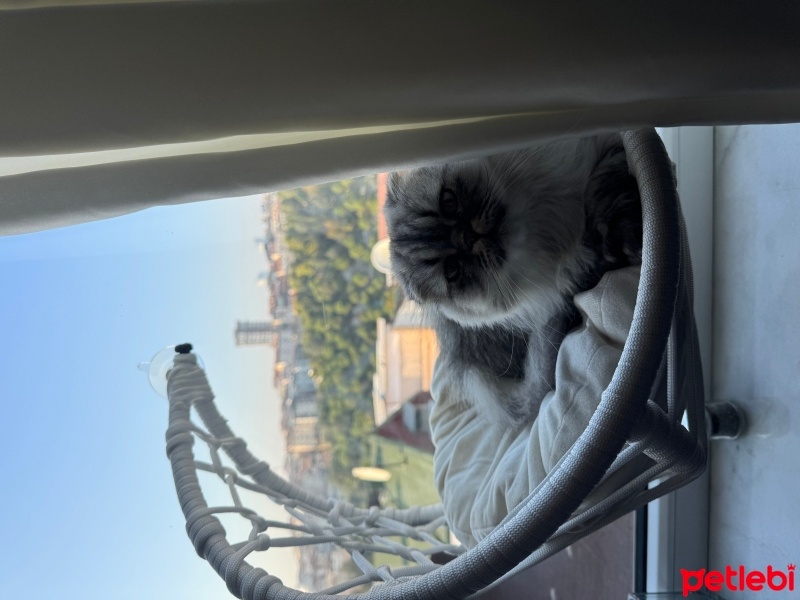 Scottish Fold, Kedi  Ceku fotoğrafı