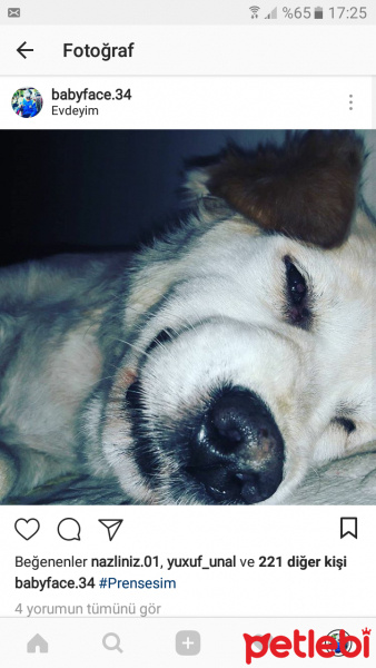 Golden Retriever, Köpek  Prensen fotoğrafı