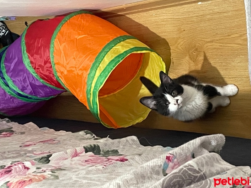 Tekir Kedi, Kedi  Venüs fotoğrafı