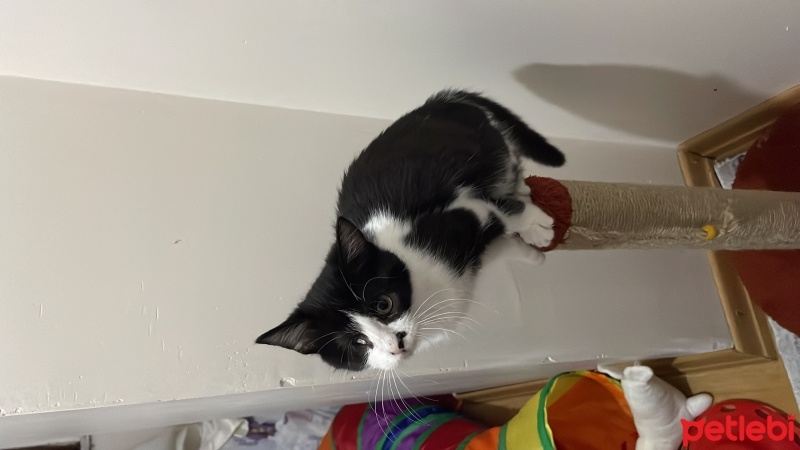 Tekir Kedi, Kedi  Venüs fotoğrafı