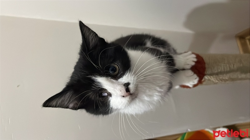 Tekir Kedi, Kedi  Venüs fotoğrafı