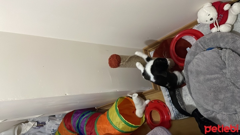 Tekir Kedi, Kedi  Venüs fotoğrafı