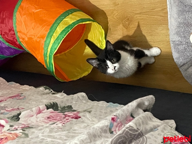 Tekir Kedi, Kedi  Venüs fotoğrafı