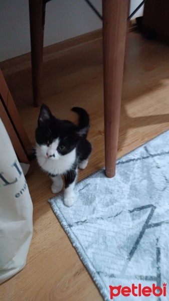 Tekir Kedi, Kedi  Venüs fotoğrafı