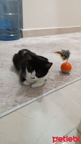 Tekir Kedi, Kedi  Venüs fotoğrafı