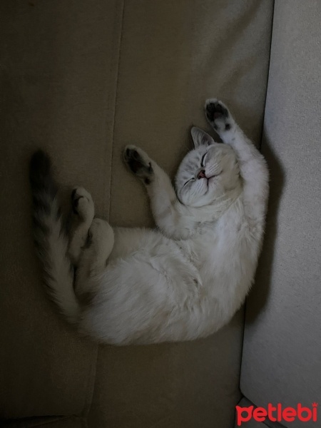 British Shorthair, Kedi  Bihter fotoğrafı