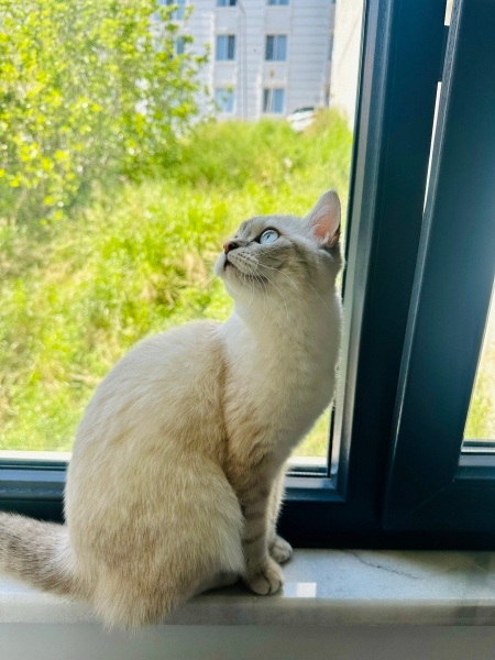 British Shorthair, Kedi  Bihter fotoğrafı