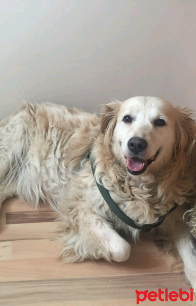Golden Retriever, Köpek  Prenses fotoğrafı