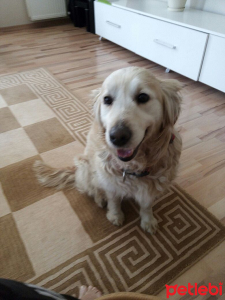 Golden Retriever, Köpek  Prenses fotoğrafı