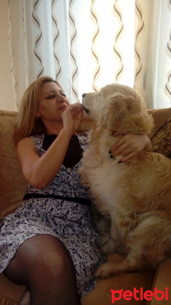 Golden Retriever, Köpek  Prenses fotoğrafı