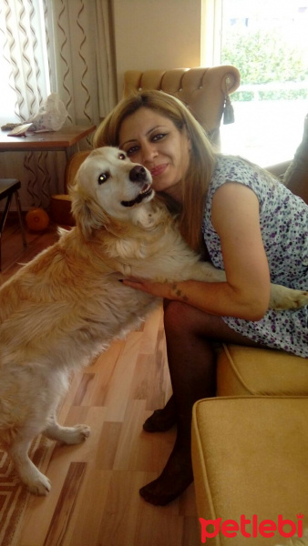 Golden Retriever, Köpek  Prenses fotoğrafı