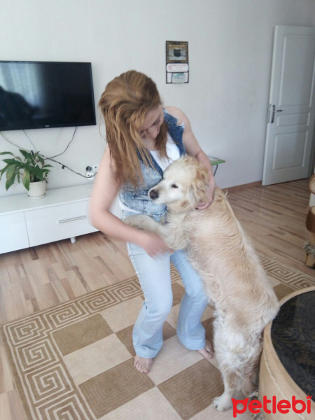 Golden Retriever, Köpek  Prenses fotoğrafı