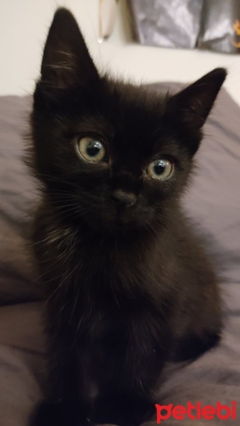 Tekir Kedi, Kedi  Şero fotoğrafı