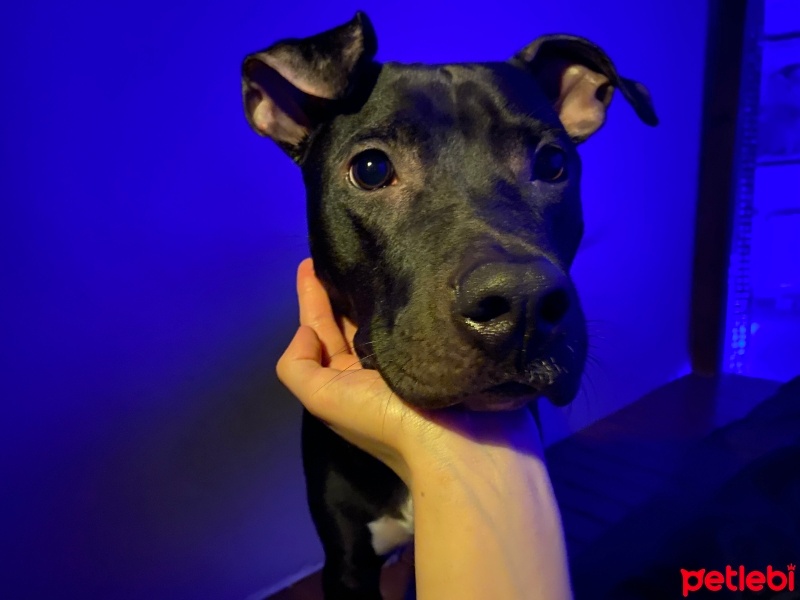 Staffordshire Bull Terrier, Köpek  Nora fotoğrafı