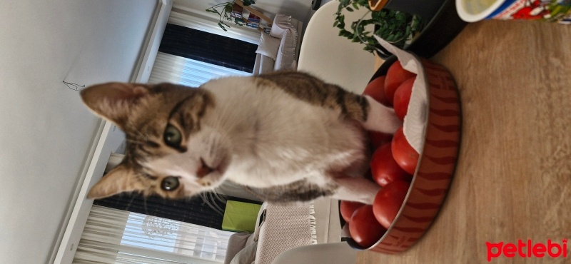 Tekir Kedi, Kedi  Jelly fotoğrafı