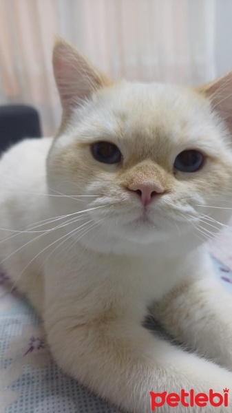 British Shorthair, Kedi  Vitamin fotoğrafı