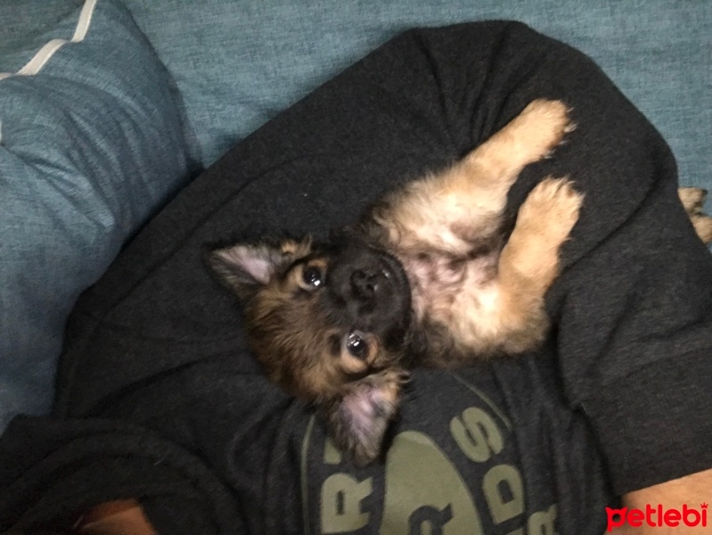 Chihuahua, Köpek  Carmil fotoğrafı