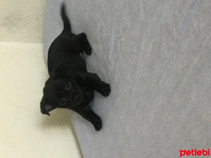 Chihuahua, Köpek  Carmil fotoğrafı