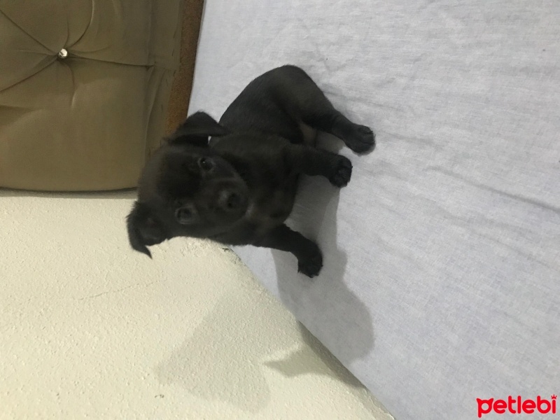 Chihuahua, Köpek  Gece fotoğrafı