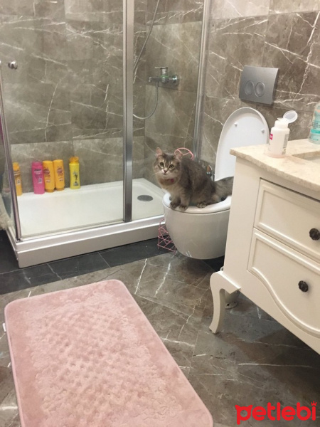 Tekir Kedi, Kedi  Umut fotoğrafı