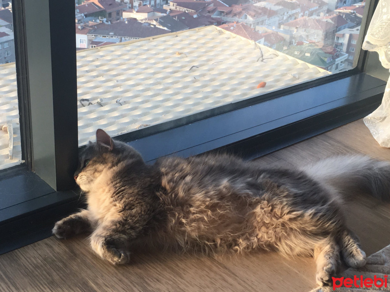 Tekir Kedi, Kedi  Umut fotoğrafı