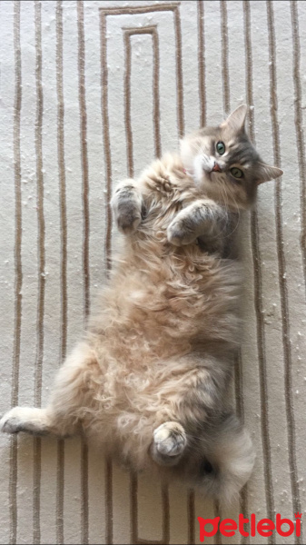 Tekir Kedi, Kedi  Umut fotoğrafı