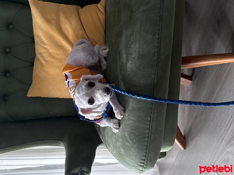 Maltese, Köpek  Kuki fotoğrafı