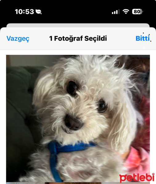 Maltese, Köpek  Kuki fotoğrafı