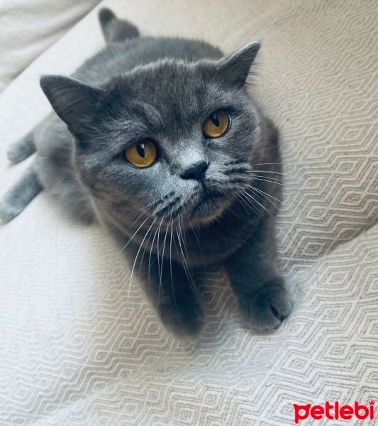 Scottish Fold, Kedi  PERİ fotoğrafı