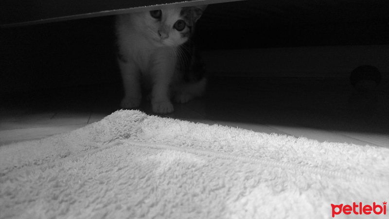 Van Kedisi, Kedi  Çakıl fotoğrafı