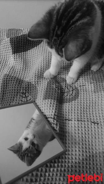 Van Kedisi, Kedi  Çakıl fotoğrafı